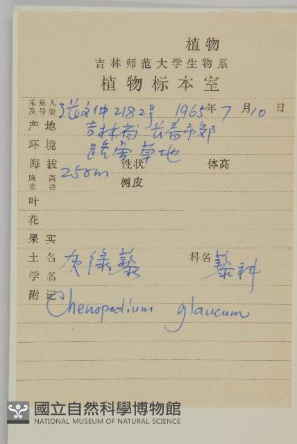 灰綠藜藏品圖，第2張