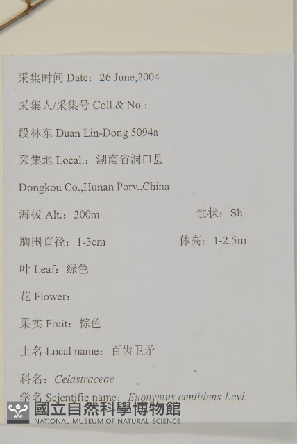 百齒衛矛藏品圖，第2張