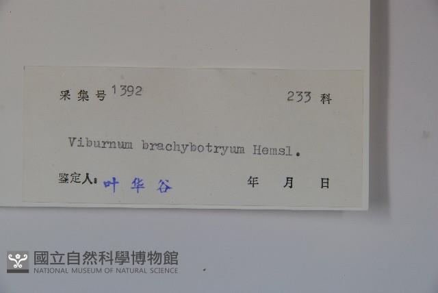 短序莢迷藏品圖，第2張