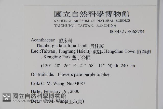 月桂藤藏品圖，第2張