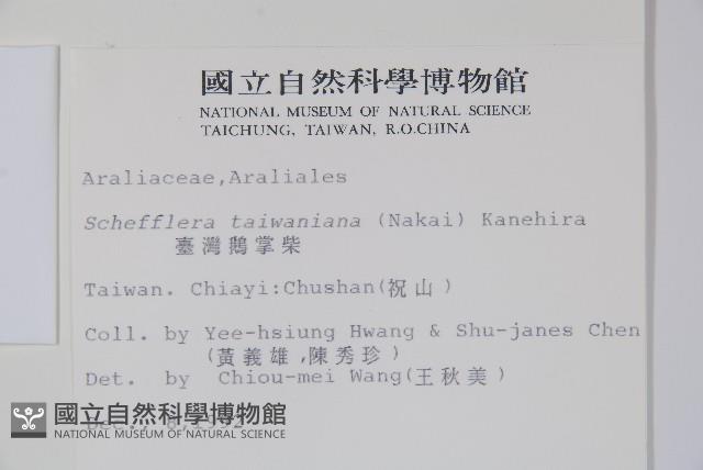 臺灣鵝掌柴藏品圖，第2張