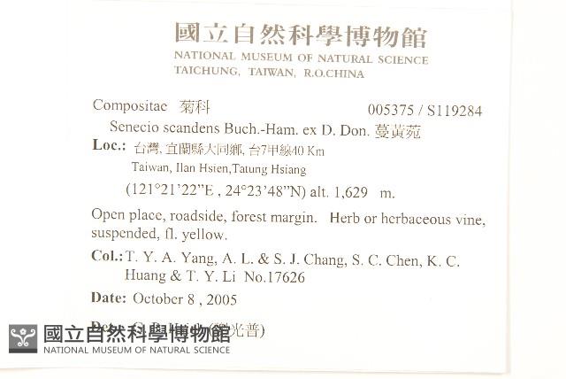 蔓黃菀藏品圖，第2張