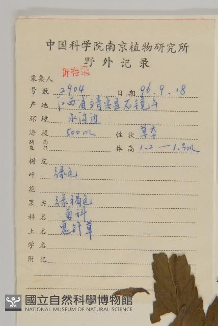 狼把草藏品圖，第2張