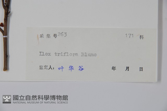 三花冬青藏品圖，第2張
