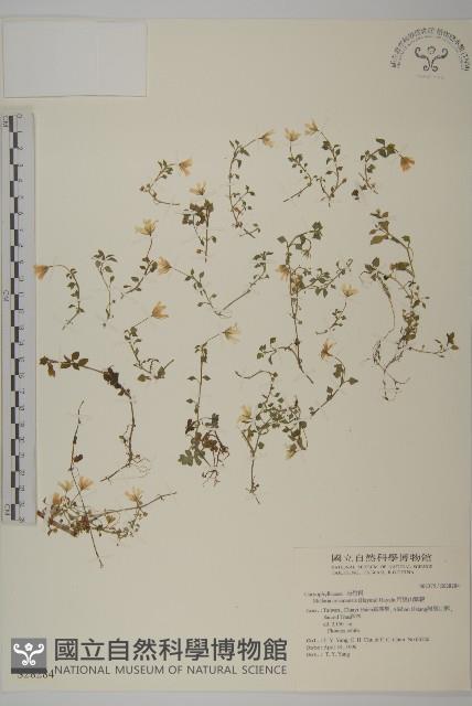 阿里山繁縷藏品圖，第1張