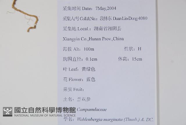 細葉蘭花參藏品圖，第2張