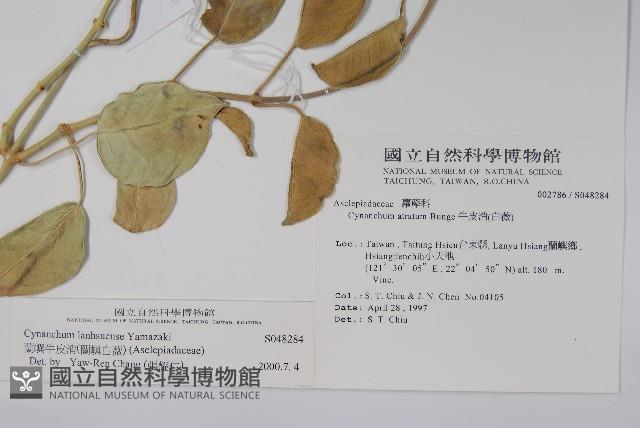 蘭嶼牛皮消、蘭嶼白薇藏品圖，第2張