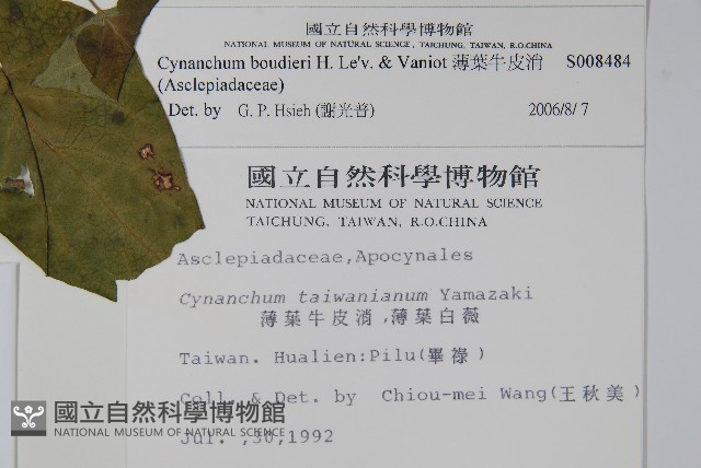 薄葉牛皮消藏品圖，第2張