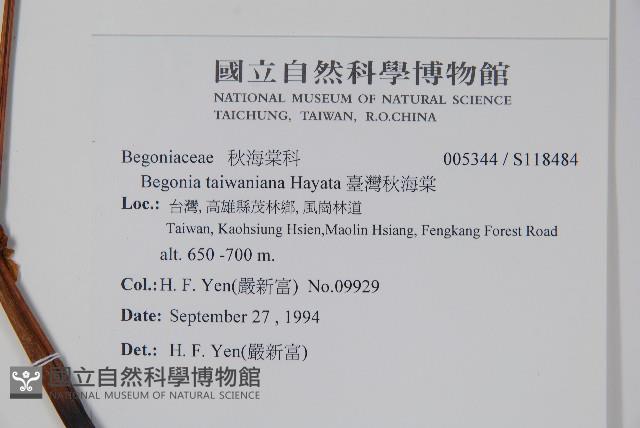 臺灣秋海棠藏品圖，第2張