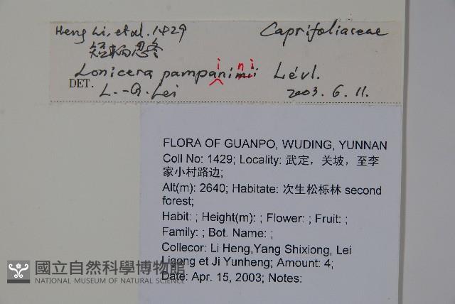 貴州忍冬藏品圖，第2張