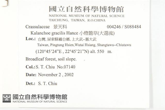 小燈籠草、大還魂藏品圖，第2張