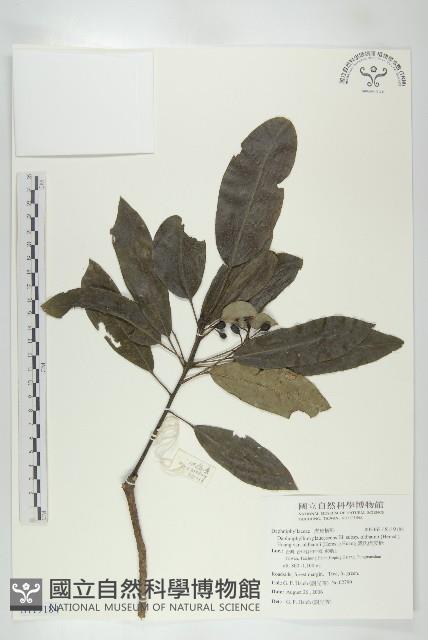 奧氏虎皮楠藏品圖，第1張