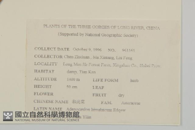 腺梗菜藏品圖，第2張