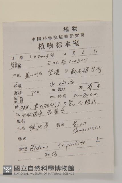 狼把草藏品圖，第2張