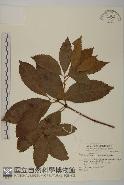 草珊瑚、紅果金粟蘭藏品圖，第1張