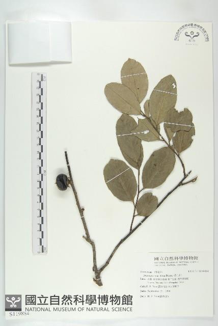 黃心柿藏品圖，第1張