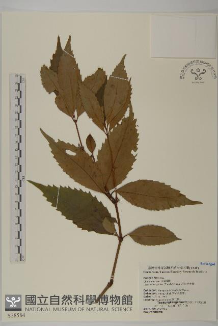 草珊瑚、紅果金粟蘭藏品圖，第1張