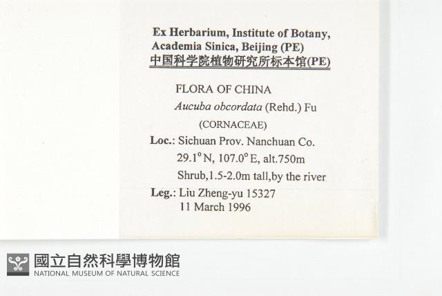 倒心葉珊瑚藏品圖，第2張