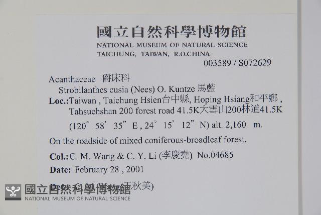 曲莖馬藍藏品圖，第5張