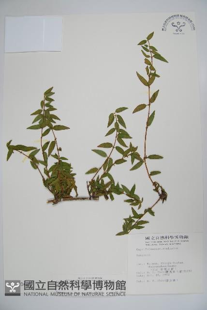 阿里山忍冬、漸尖葉忍冬藏品圖，第1張