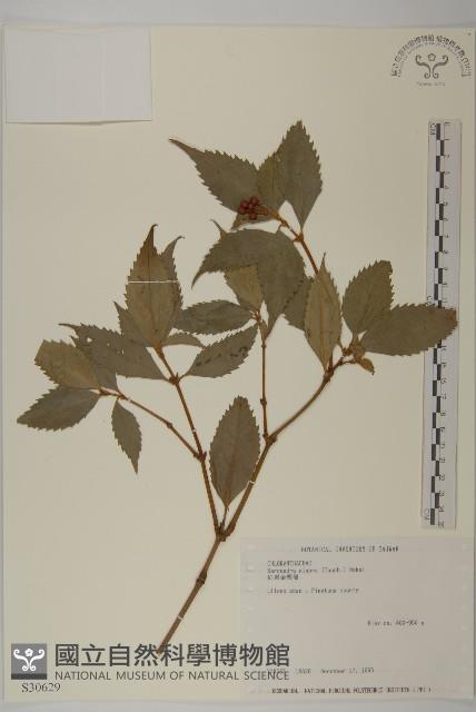 草珊瑚、紅果金粟蘭藏品圖，第1張