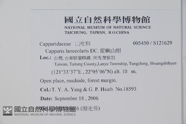 蘭嶼山柑藏品圖，第2張