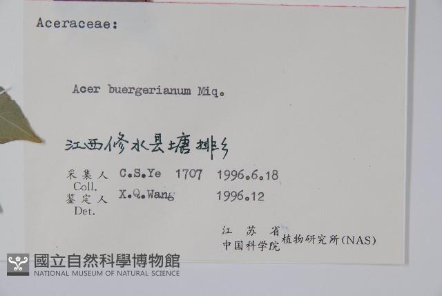 三角楓藏品圖，第2張