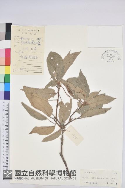 粗糠柴藏品圖，第1張