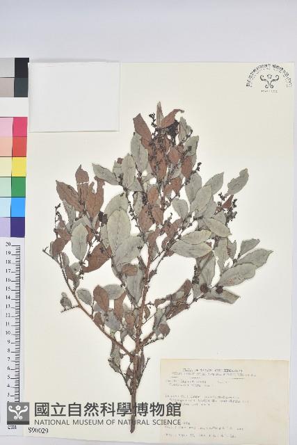 細葉饅頭果藏品圖，第1張