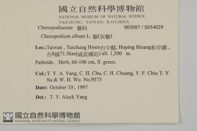 藜、灰藜藏品圖，第2張