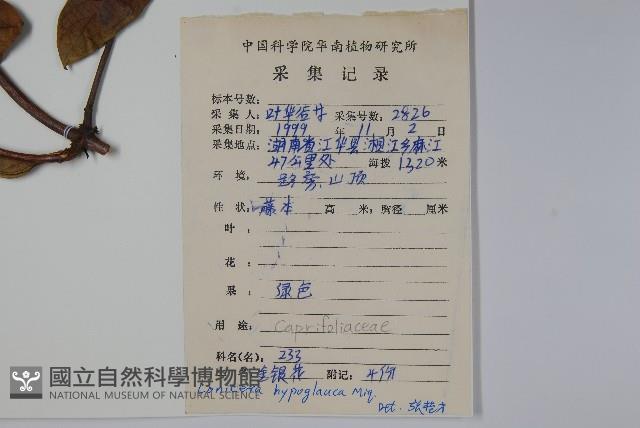 裡白忍冬、紅腺忍冬藏品圖，第2張