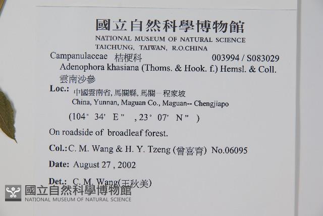 雲南沙參藏品圖，第2張