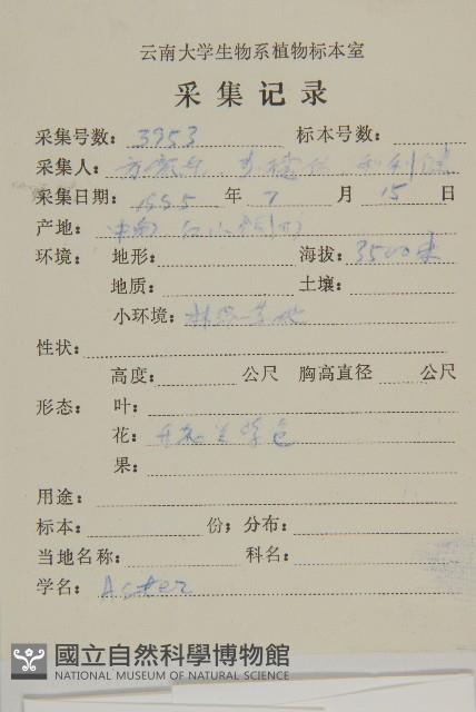 東俄洛紫菀藏品圖，第2張