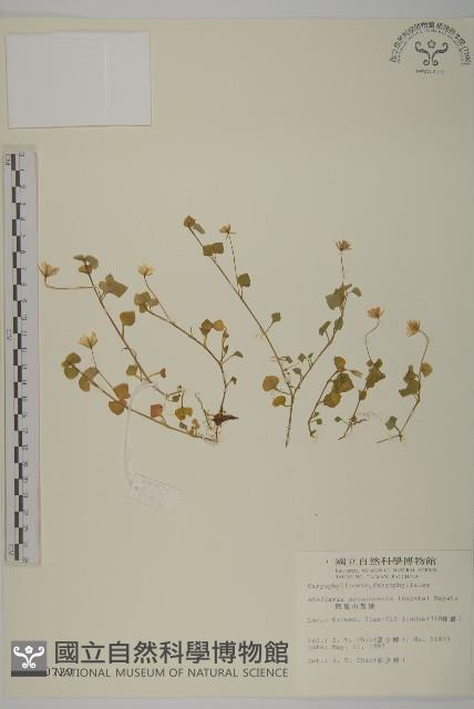 Accession Number:S010729 Collection Image, Figure 1, Total 2 Figures