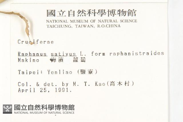 濱萊菔藏品圖，第2張