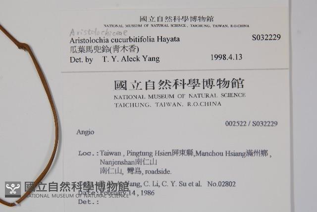 瓜葉馬兜鈴、青木香藏品圖，第2張