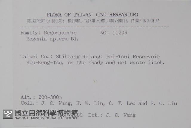 圓果秋海棠藏品圖，第2張