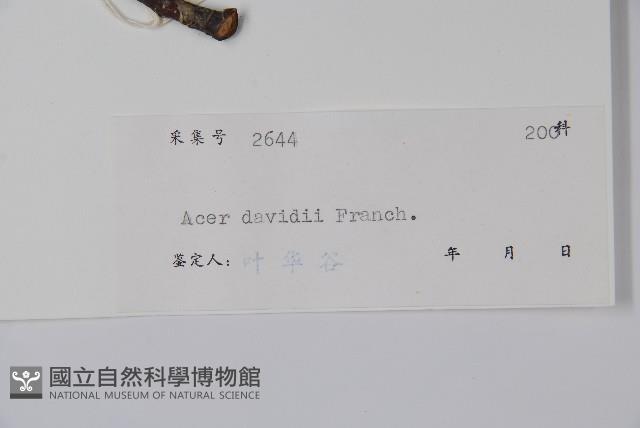 青榨槭藏品圖，第2張