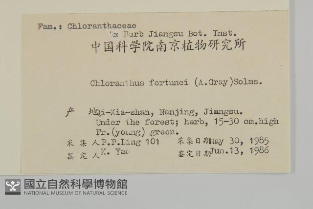 絲穗金粟蘭藏品圖，第2張