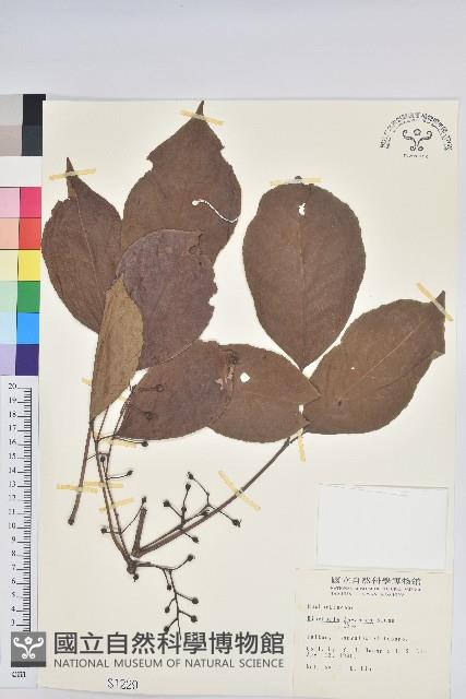 茄苳、重陽木藏品圖，第1張