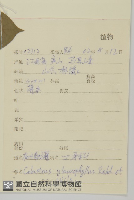 灰葉南蛇藤藏品圖，第2張