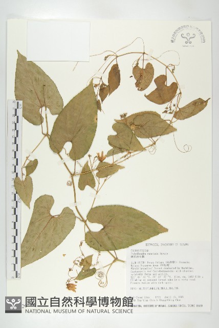 斑花青牛膽藏品圖，第1張