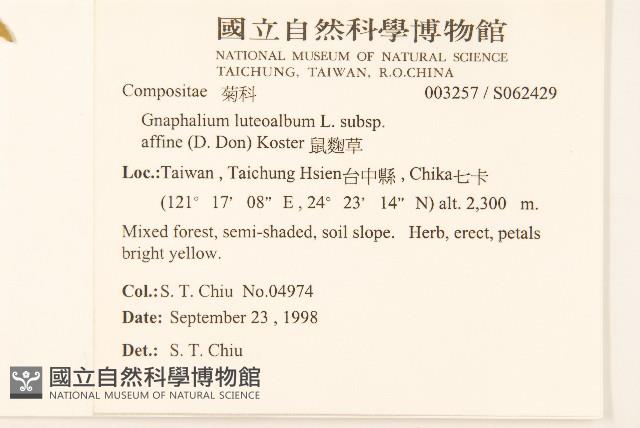 鼠麴草藏品圖，第2張