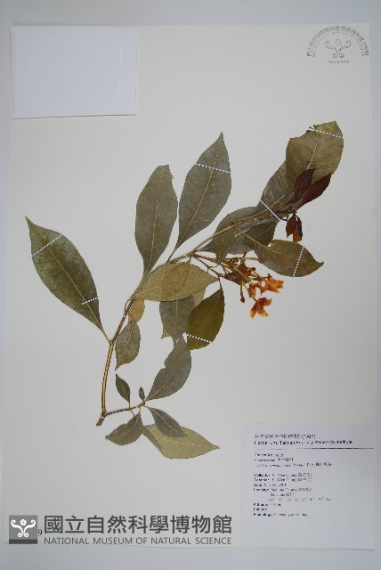南洋馬蹄花藏品圖，第1張