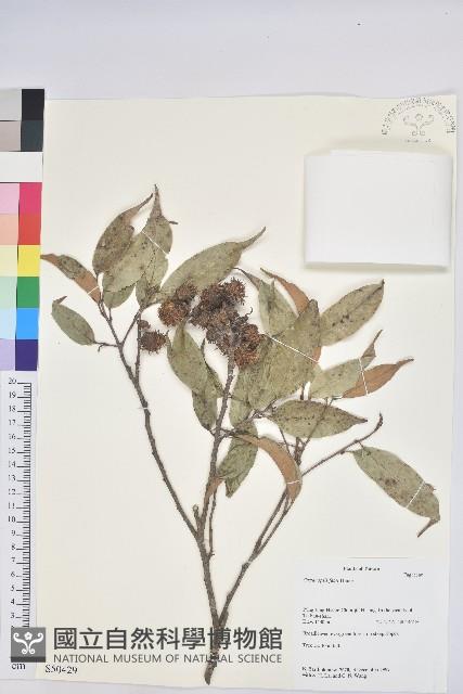 星刺栲、羅浮錐藏品圖，第1張