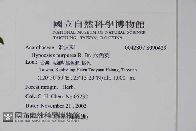 六角英, 槍刀菜藏品圖，第2張