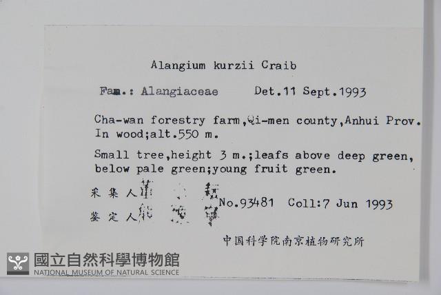 長毛八角楓藏品圖，第2張