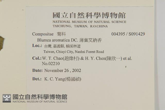 薄葉艾納香藏品圖，第2張