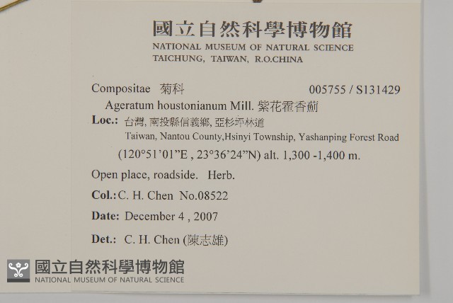 紫花霍香薊藏品圖，第2張