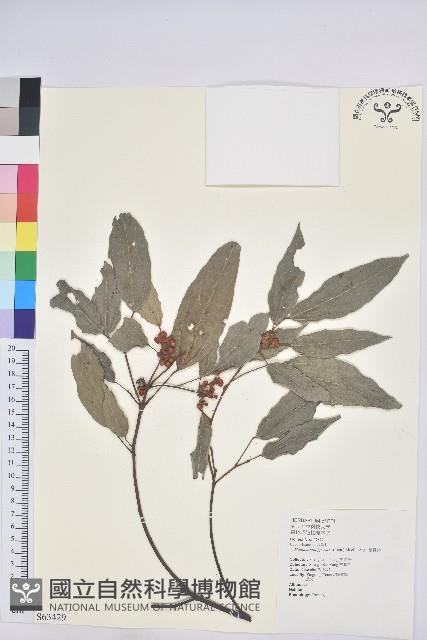 粗糠柴藏品圖，第1張